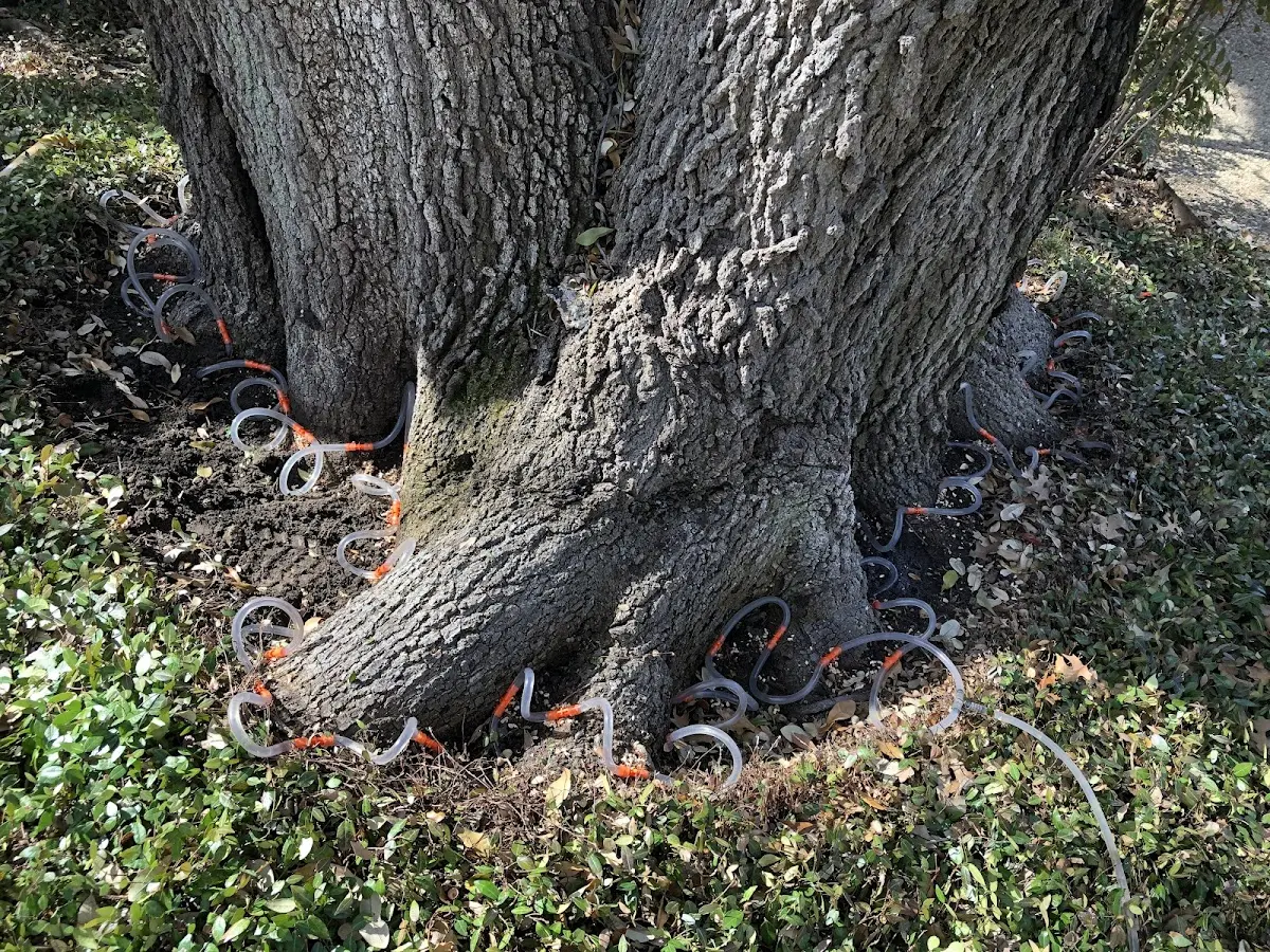 Detailed Shrub and Hedge Trimming job site in Vivian
